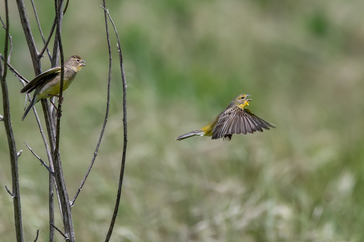Короткоклювый зерноед - ML644498272