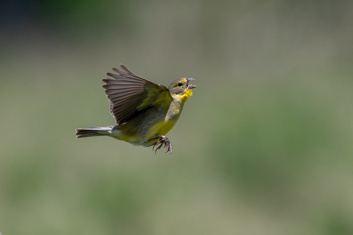 Короткоклювый зерноед - ML644498273