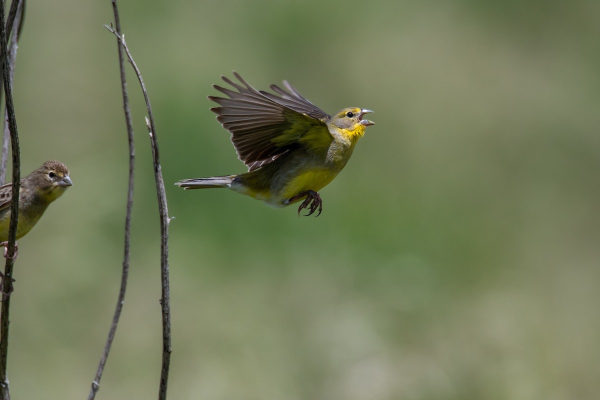 Короткоклювый зерноед - ML644498274