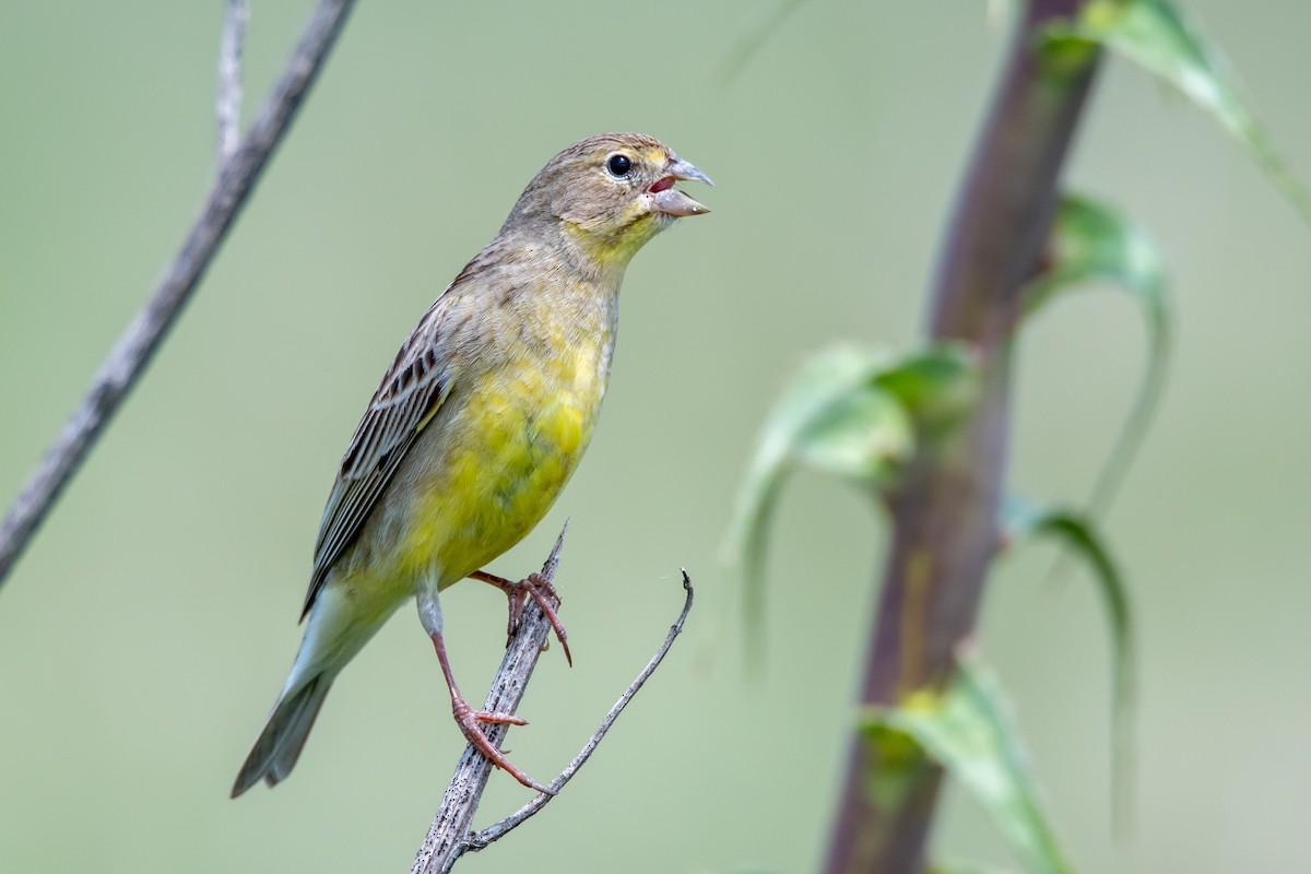 Короткоклювый зерноед - ML644498275