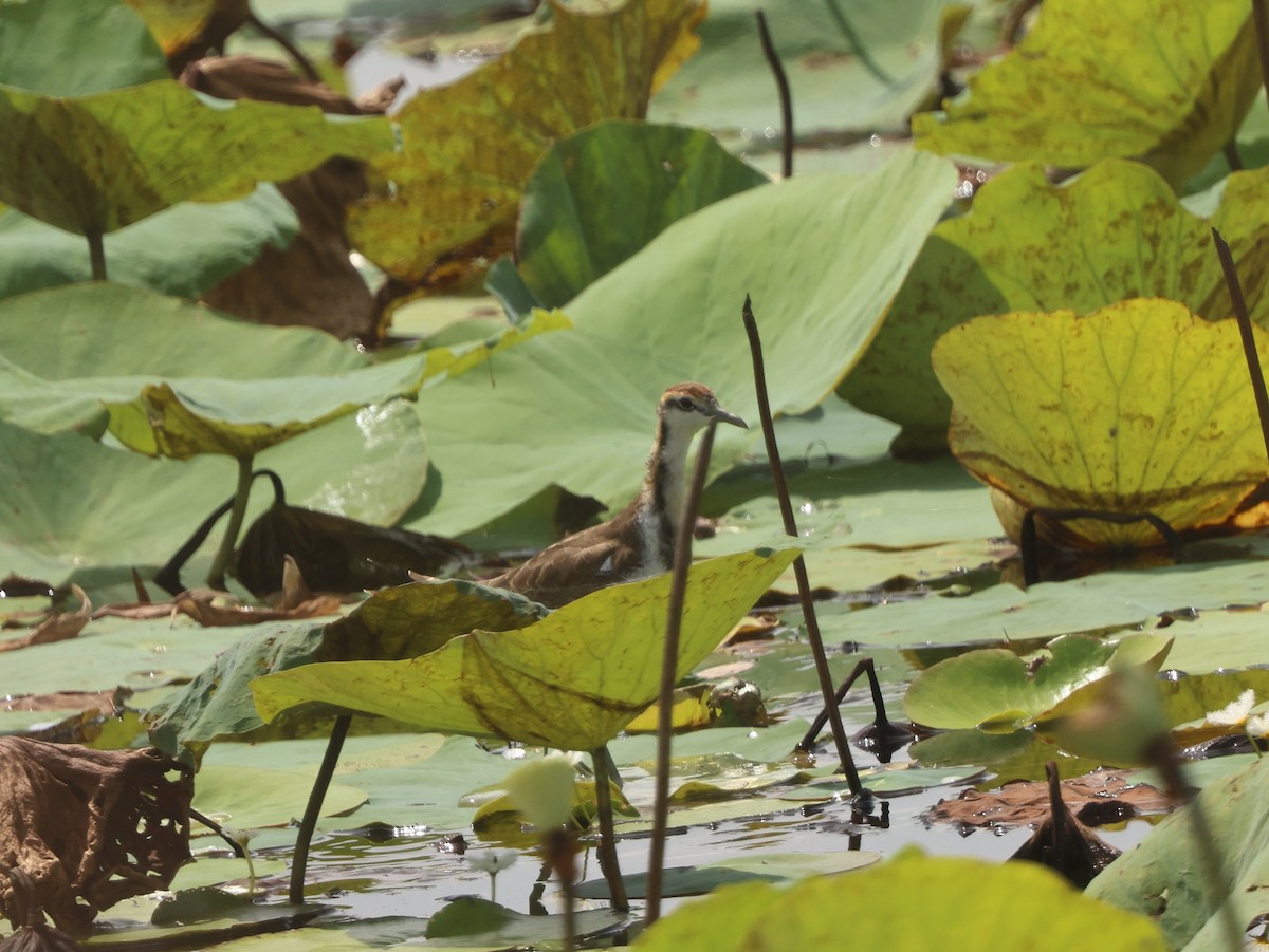 Фазанохвостая якана - ML644498279