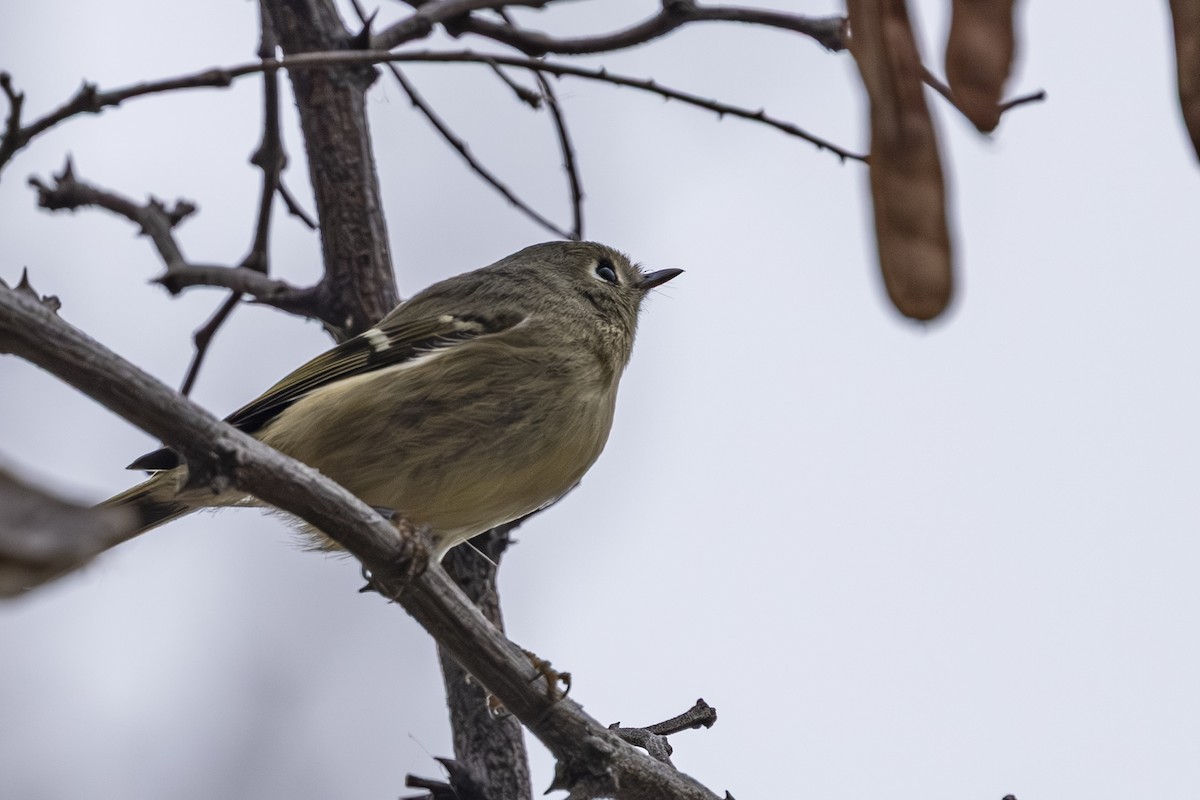 Ruby-crowned Kinglet - ML644498281
