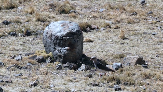 Andean Lapwing - ML644498283