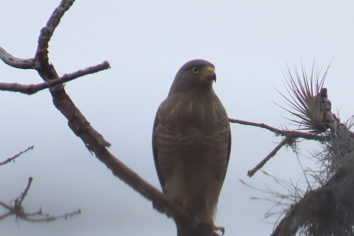Roadside Hawk - ML644498284