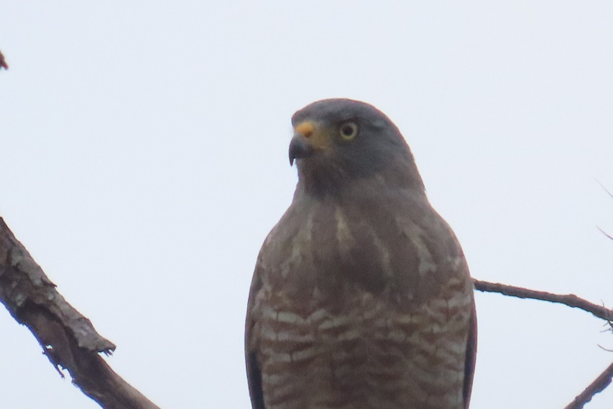 Roadside Hawk - ML644498285