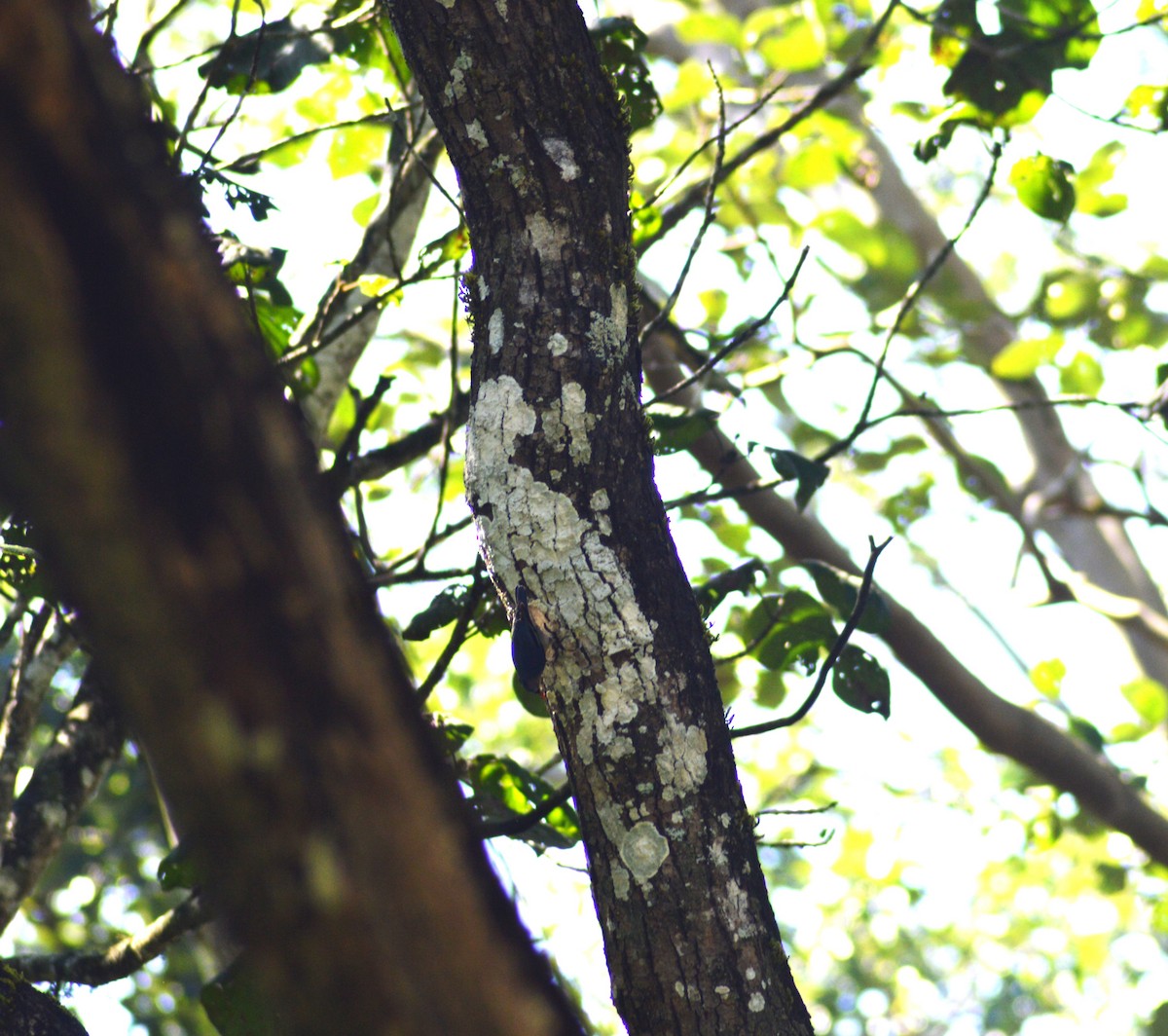 Velvet-fronted Nuthatch - ML644498290
