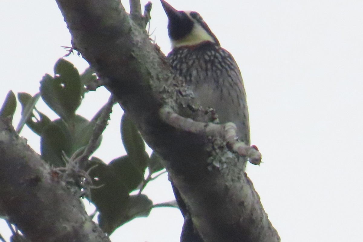 Acorn Woodpecker - ML644498293