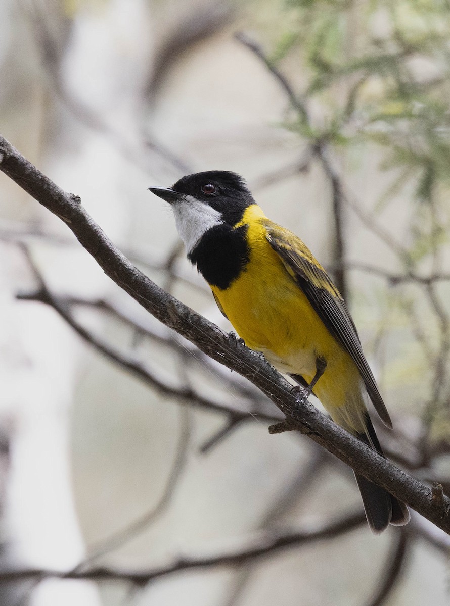 Gelbbauch-Dickkopf [pectoralis-Gruppe] - ML644498298