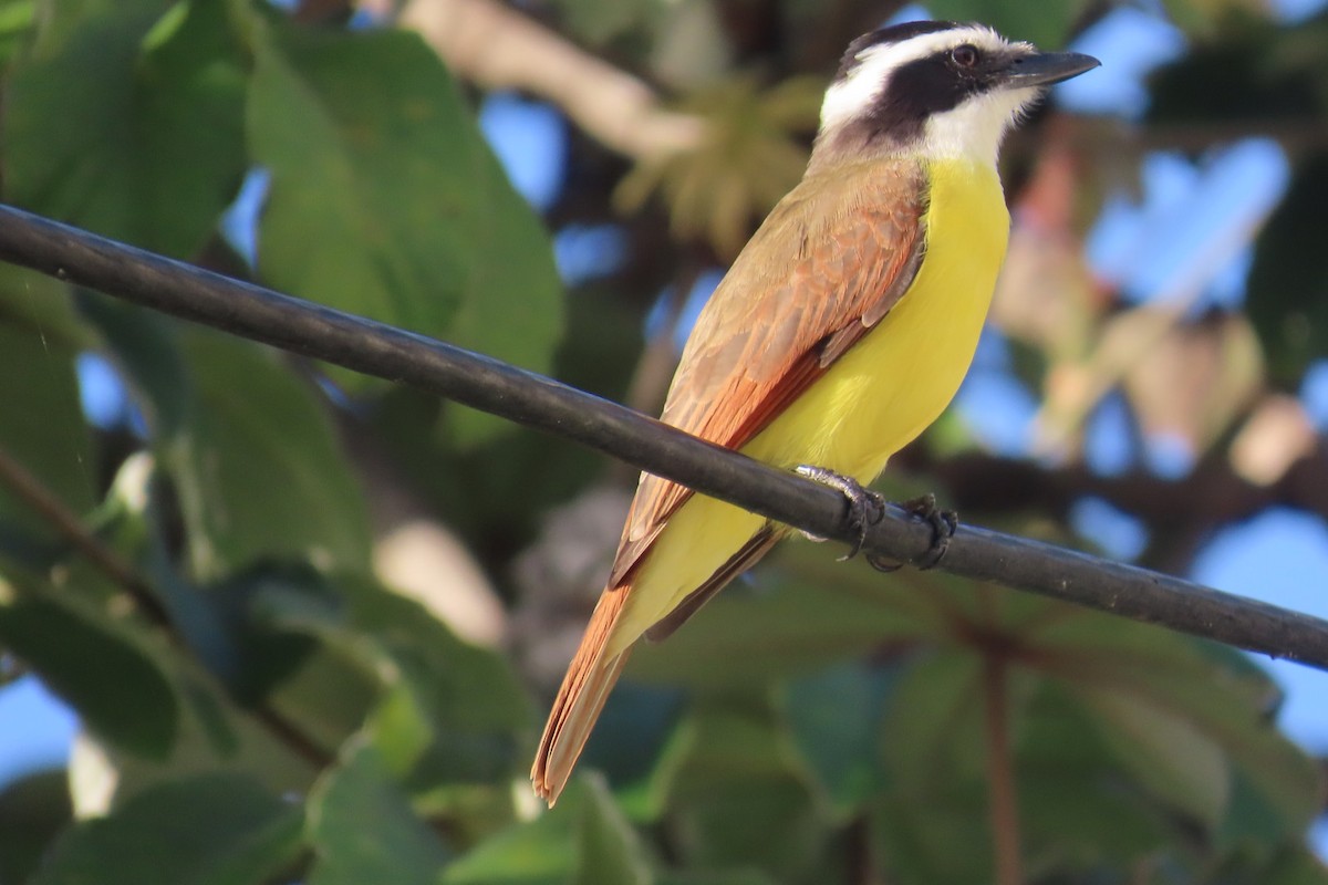 Great Kiskadee - ML644498307