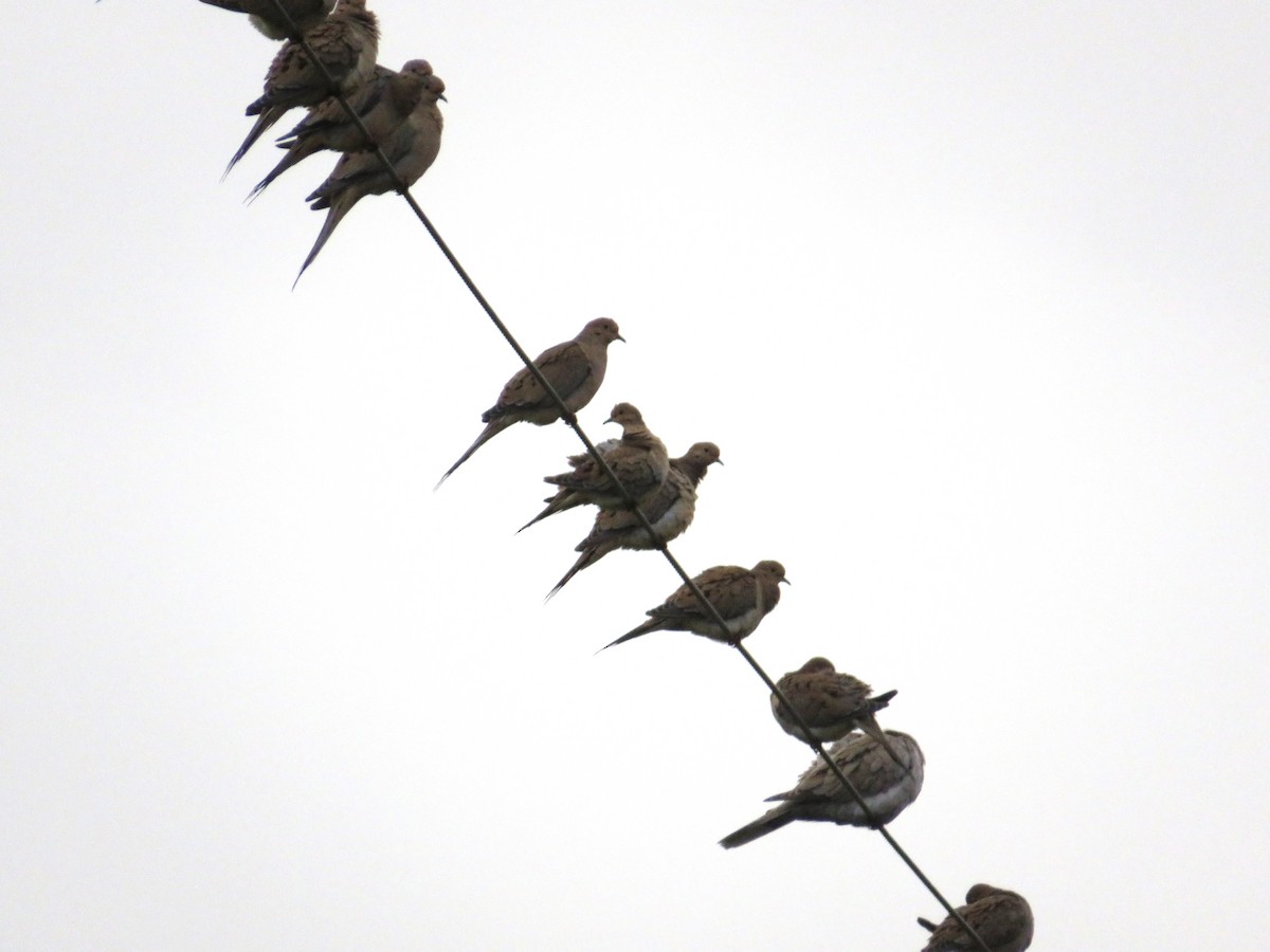 Mourning Dove - ML644498312