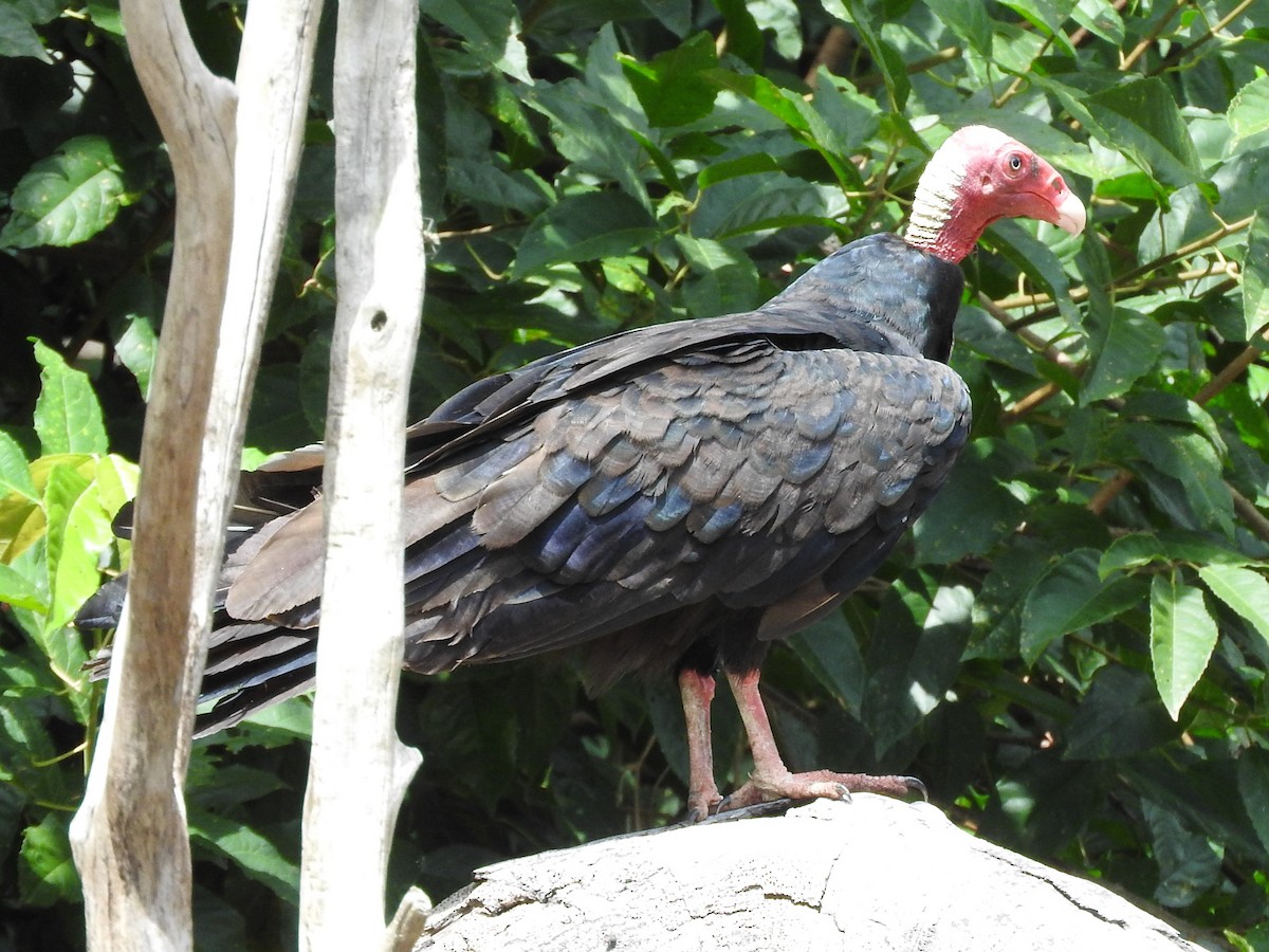 Aura Gallipavo - ML644498315