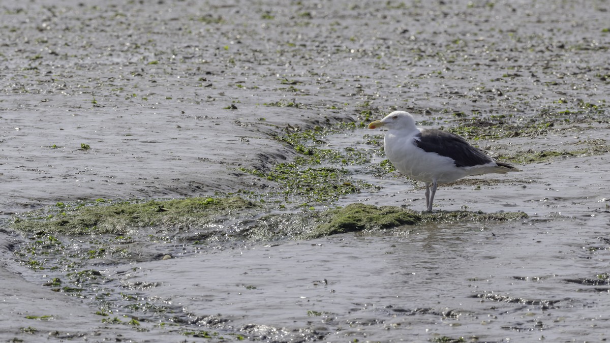 Büyük Kara Sırtlı Martı - ML644498319