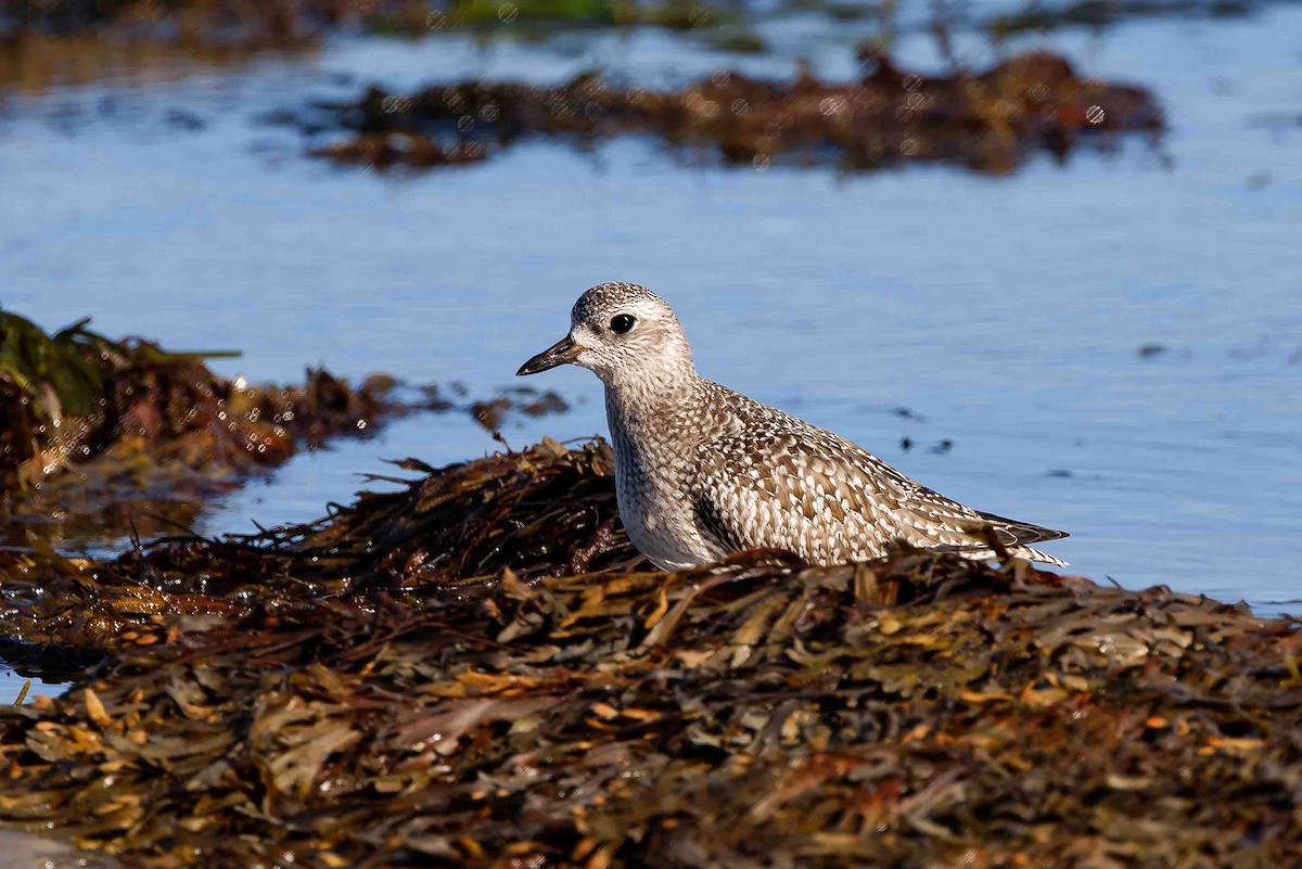 Pluvier argenté - ML644498321