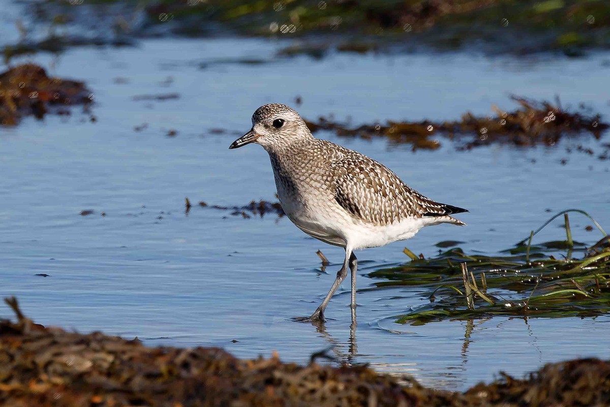 Pluvier argenté - ML644498325