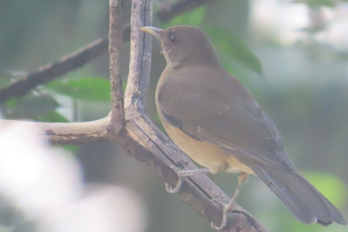 Clay-colored Thrush - ML644498327