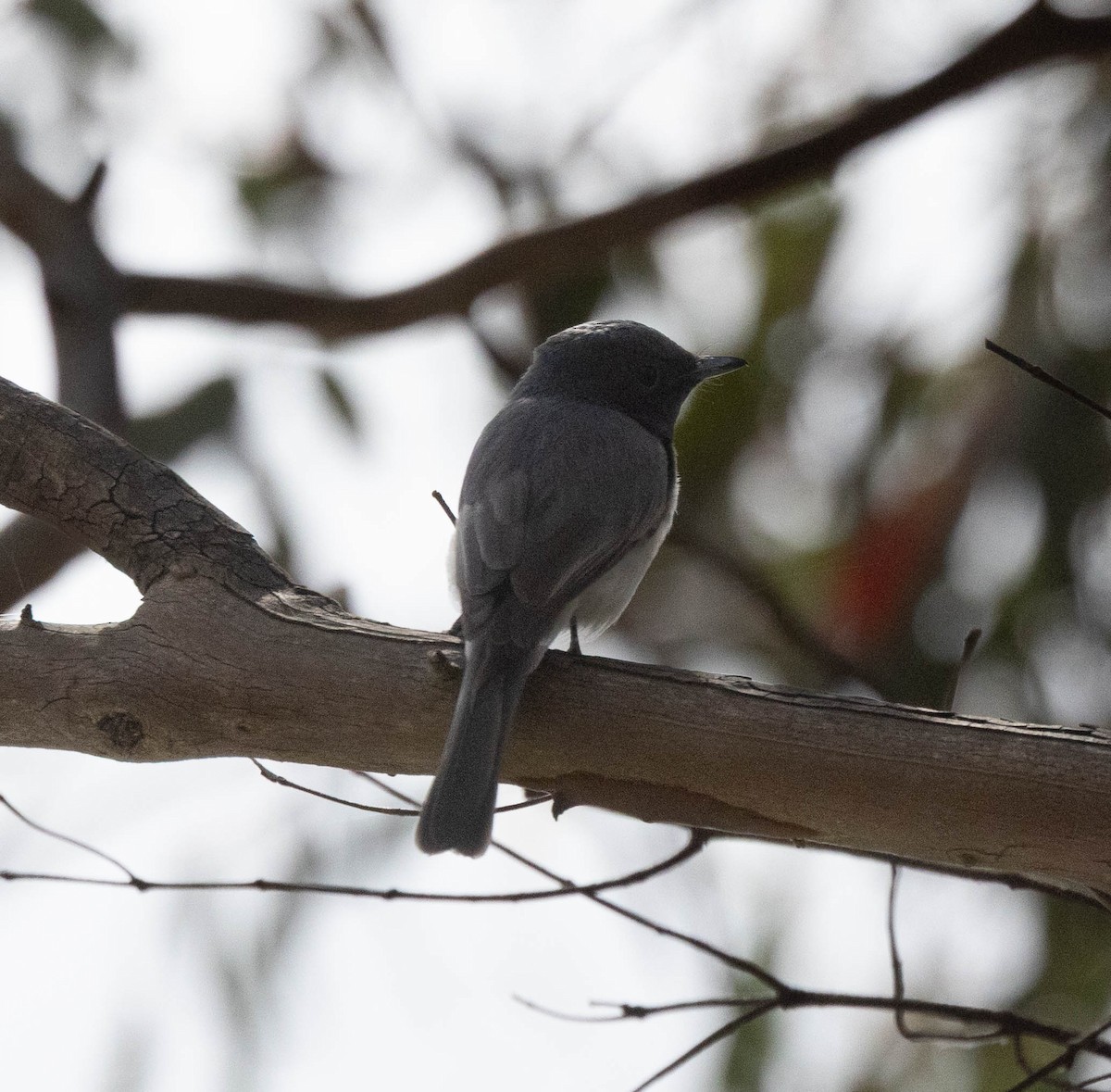 Leaden Flycatcher - ML644498328