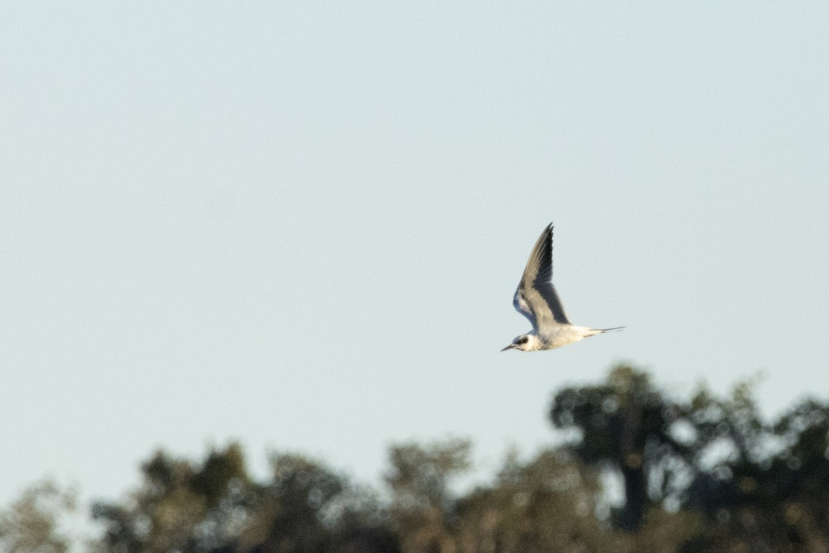 Forster's Tern - ML644498334