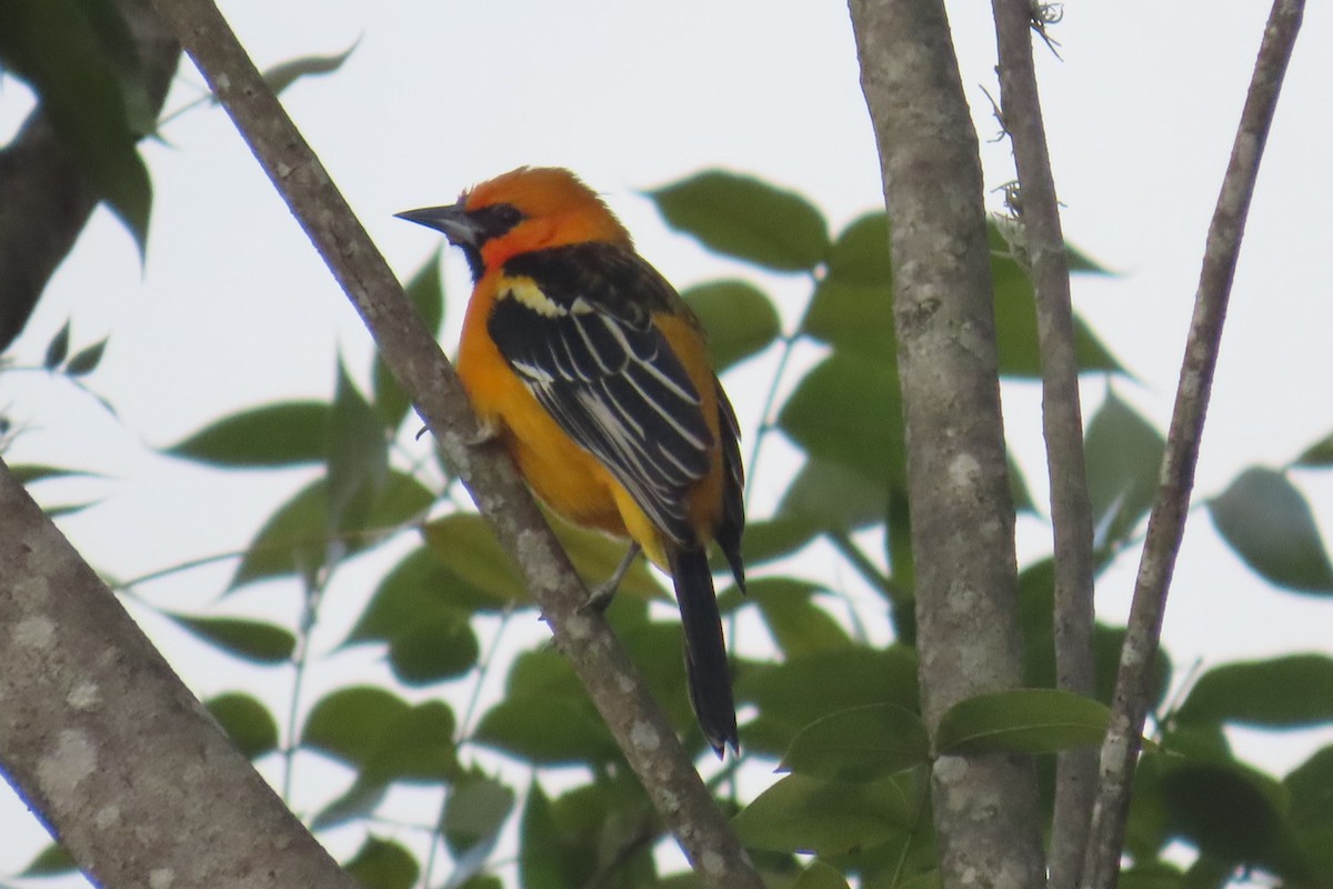 Altamira Oriole - ML644498340