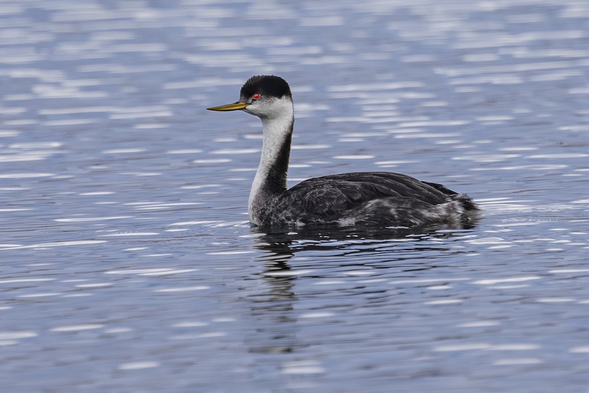 クビナガカイツブリ - ML644498342