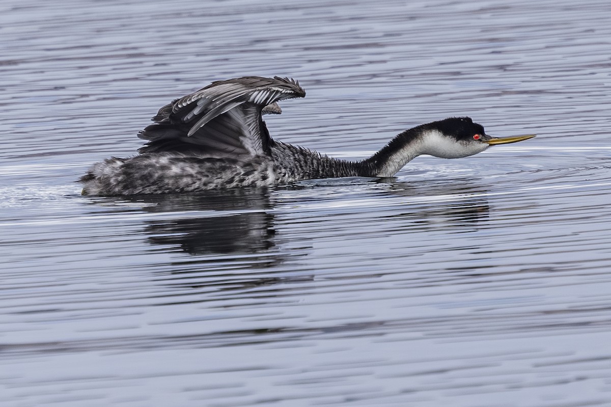 クビナガカイツブリ - ML644498346