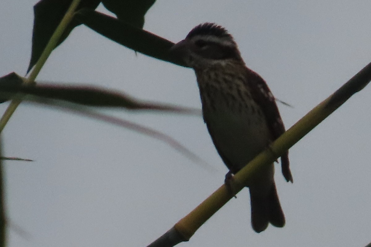 Rose-breasted Grosbeak - ML644498351