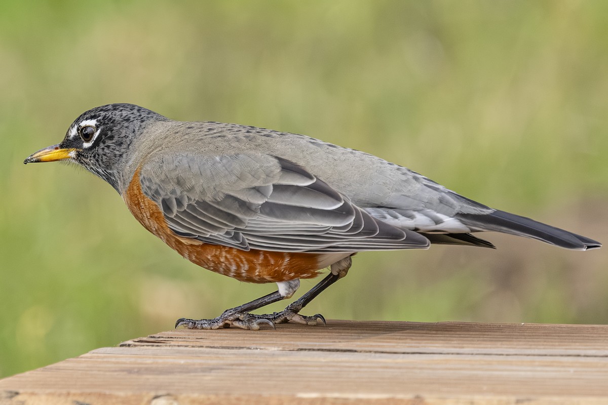 Merle d'Amérique - ML644498353