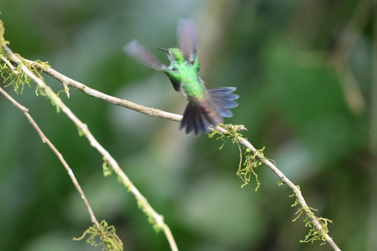 エメラルドハチドリ - ML644498356