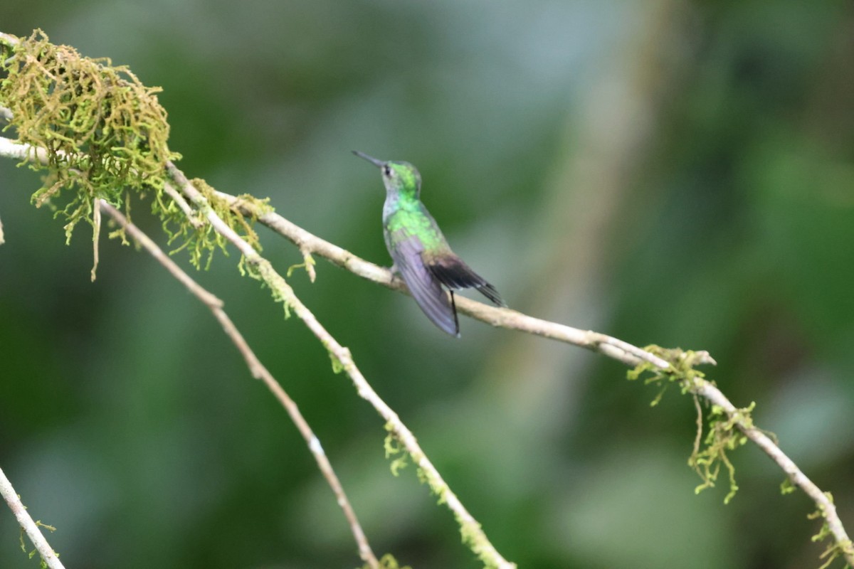 エメラルドハチドリ - ML644498357