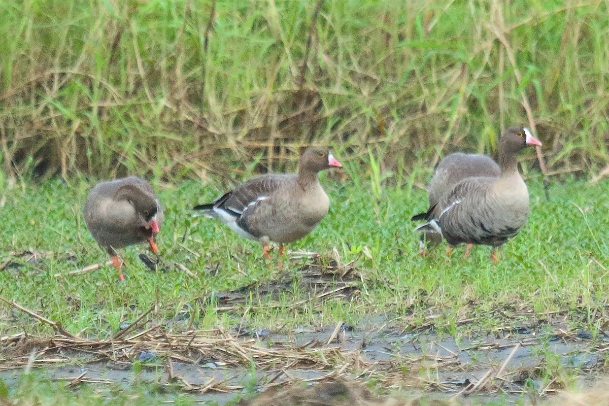 Манхин/Одой галуу - ML644498359