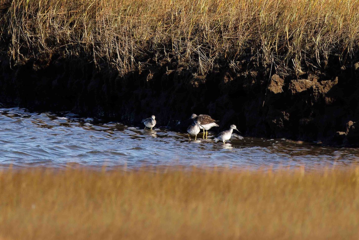 Greater Yellowlegs - ML644498366