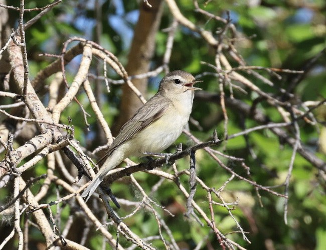 Western Warbling Vireo - ML644498367