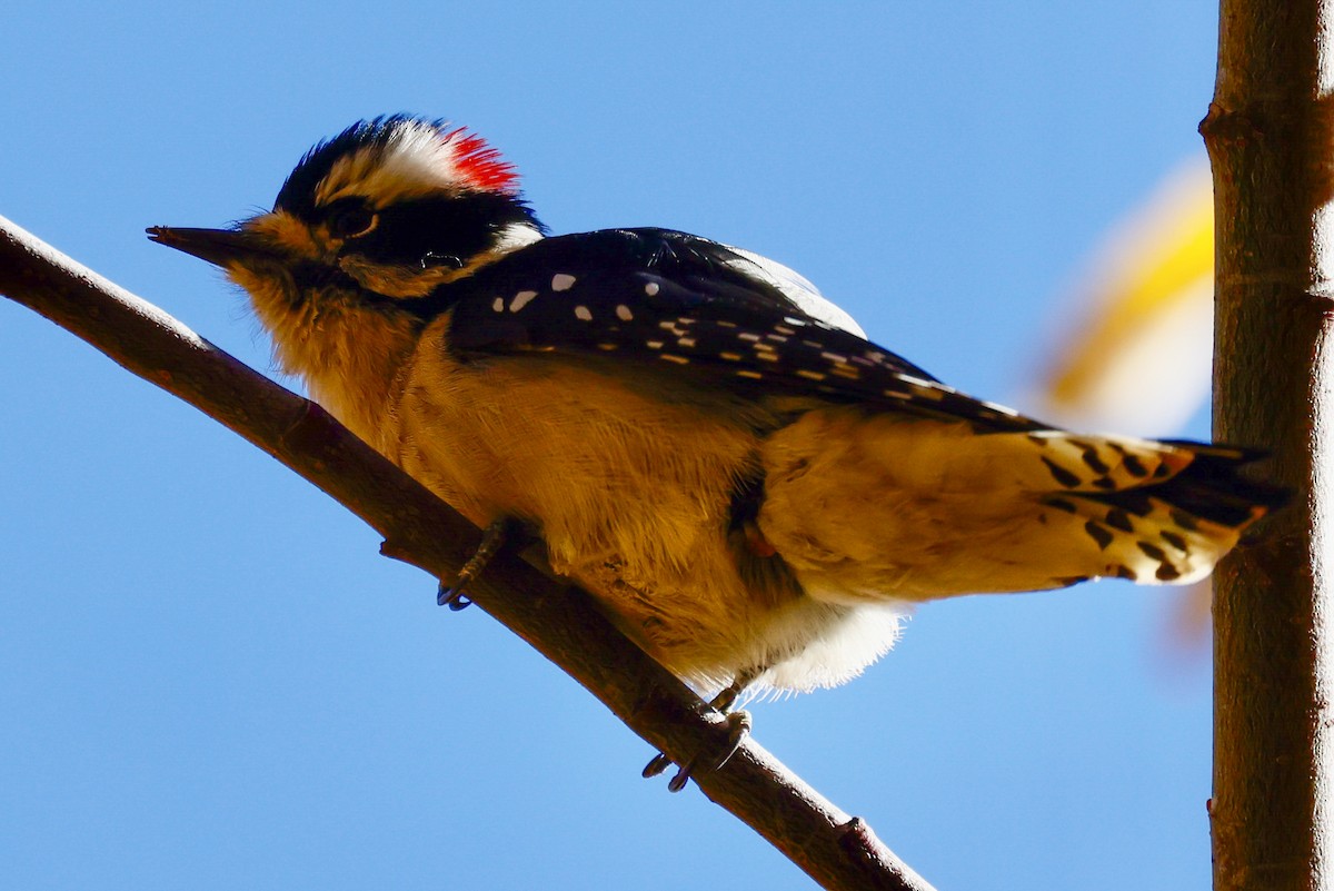 Downy Woodpecker - ML644498398
