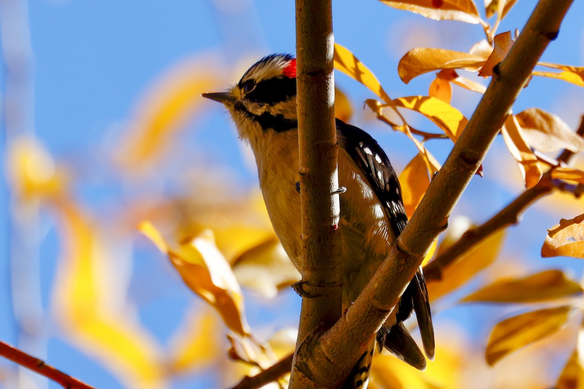 Downy Woodpecker - ML644498399
