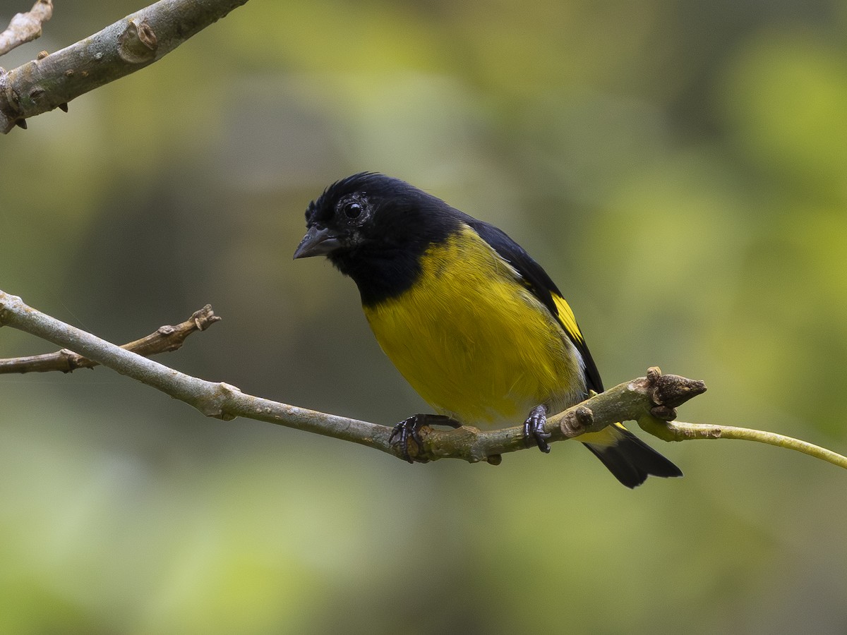 Yellow-bellied Siskin - ML644498406