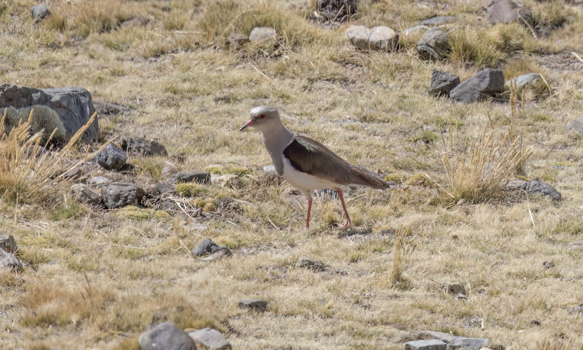 Andean Lapwing - ML644498411