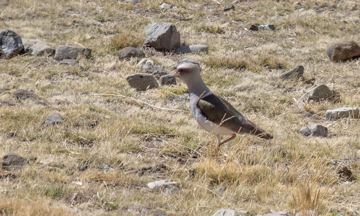 Andean Lapwing - ML644498412