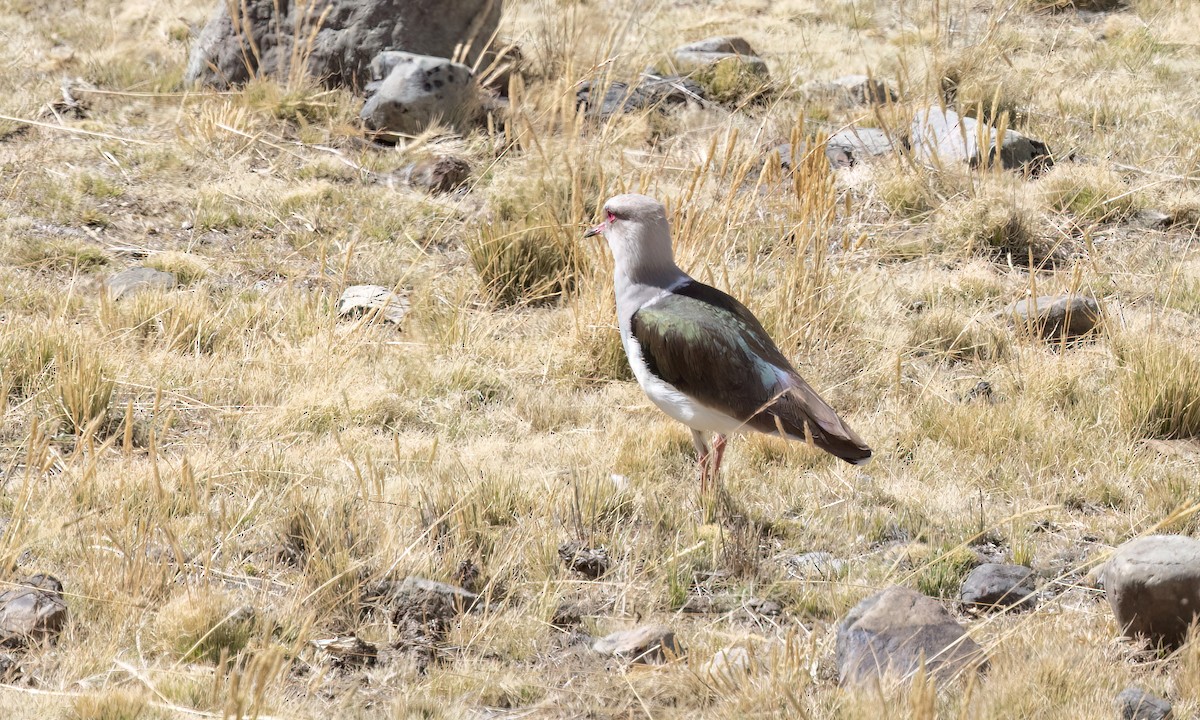 Andean Lapwing - ML644498413