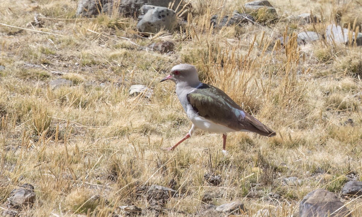 Andean Lapwing - ML644498414