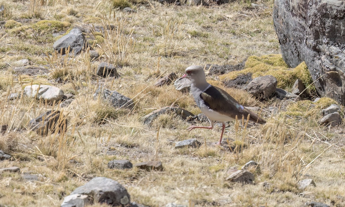 Andean Lapwing - ML644498415