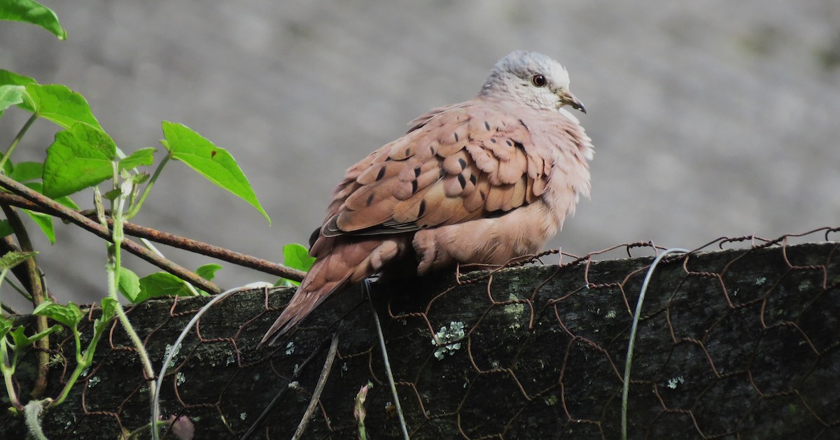 Ruddy Ground Dove - ML644498418