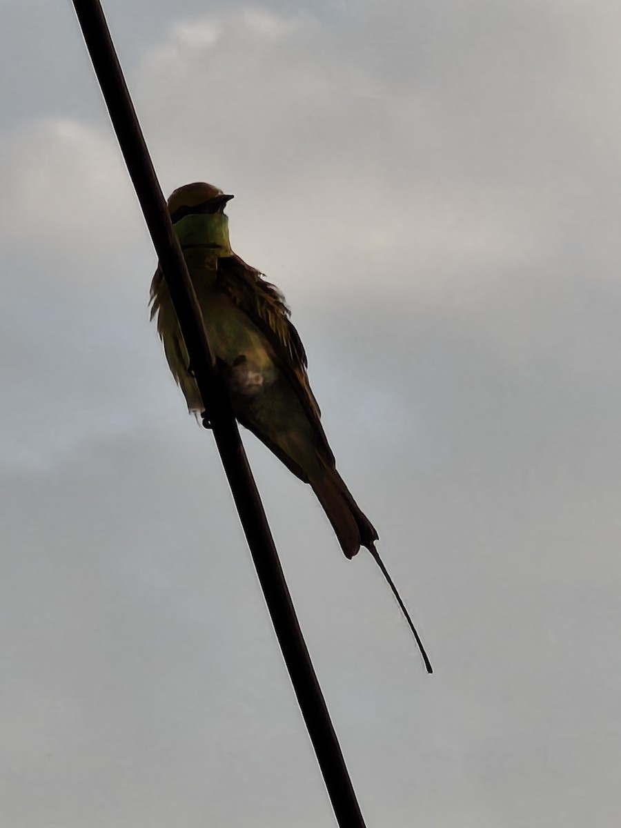 Asian Green Bee-eater - ML644498420