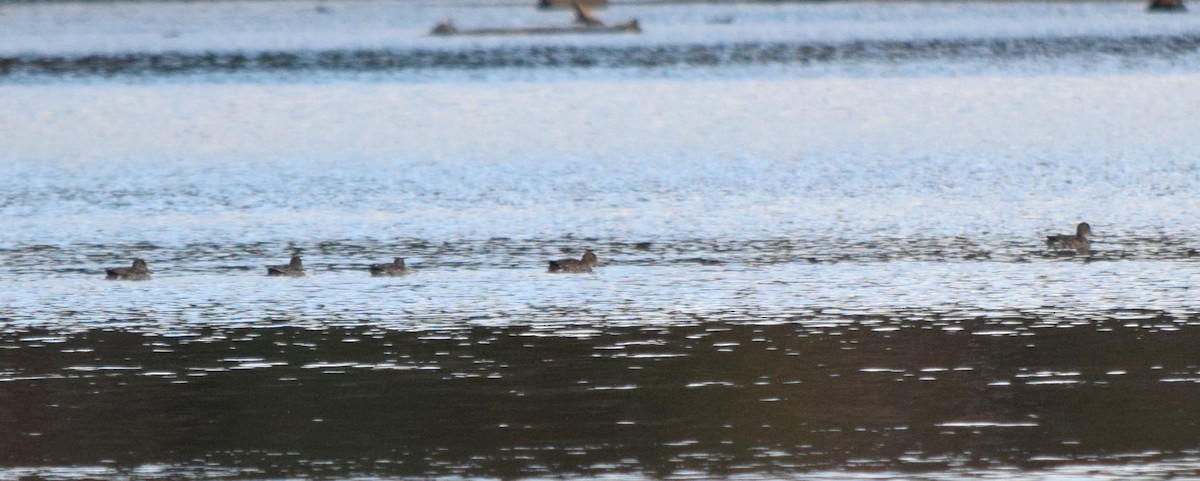 Ногоохон нугас - ML644498422