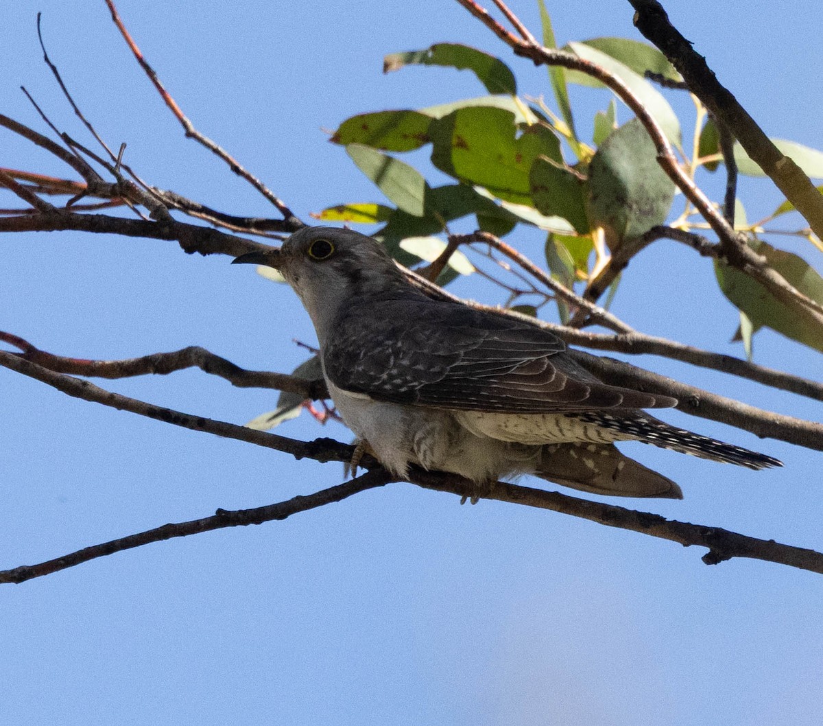 Pallid Cuckoo - ML644498423