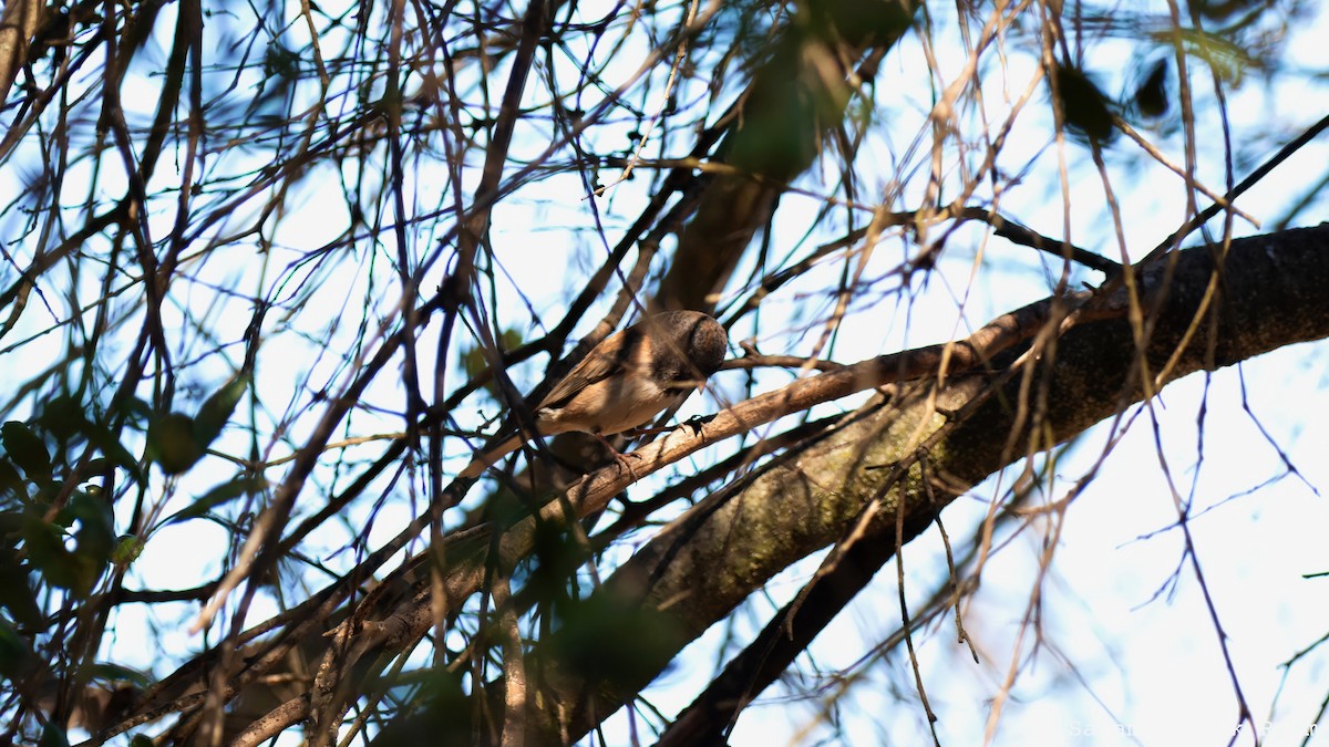 Dark-eyed Junco - ML644498425
