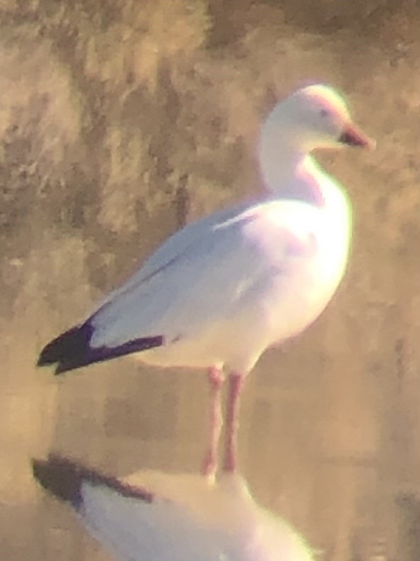 Цасны галуу - ML644498427