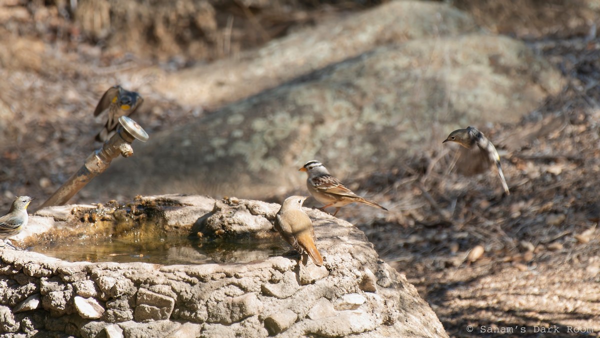 White-crowned Sparrow - ML644498428