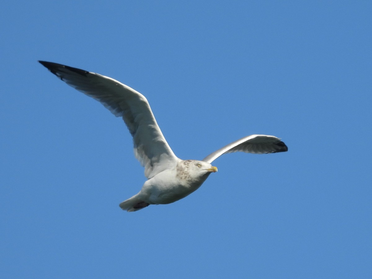 American Herring Gull - ML644498429