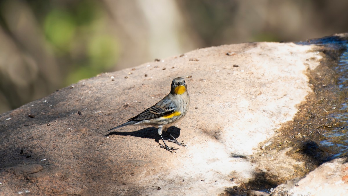 Yellow-rumped Warbler - ML644498431
