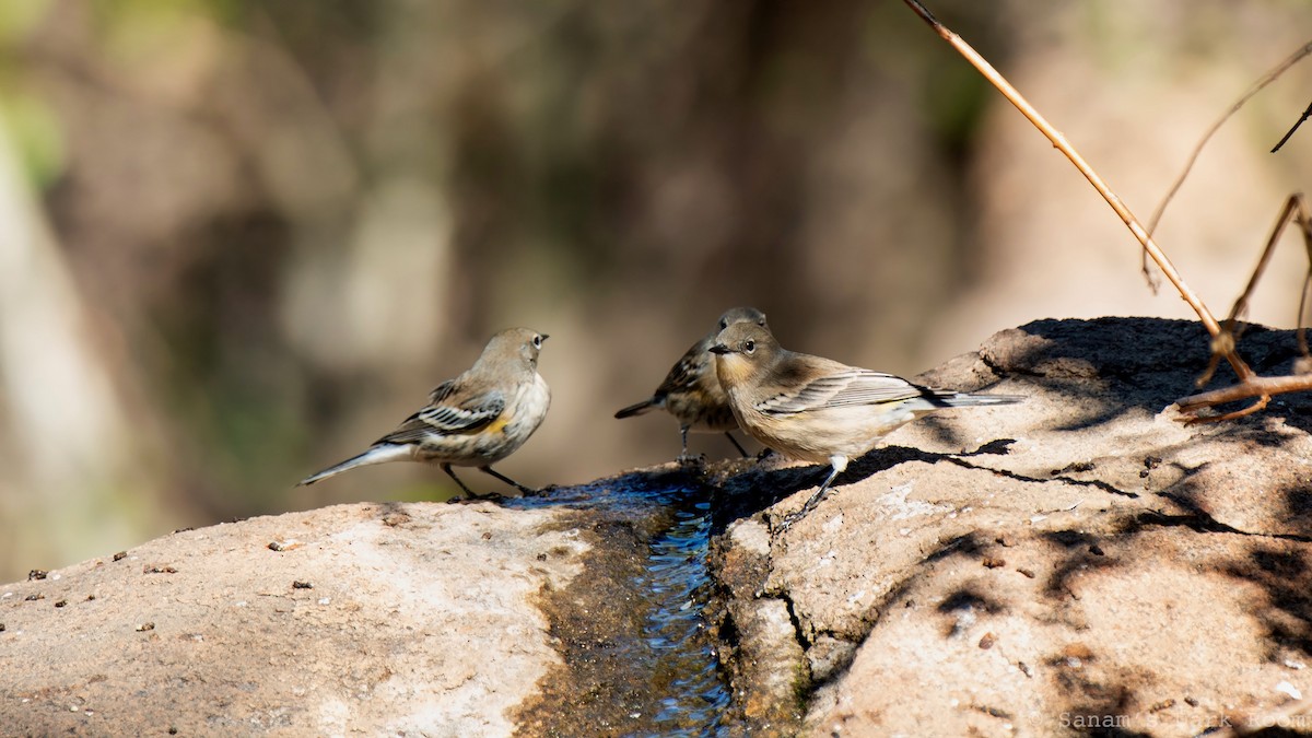 Yellow-rumped Warbler - ML644498432