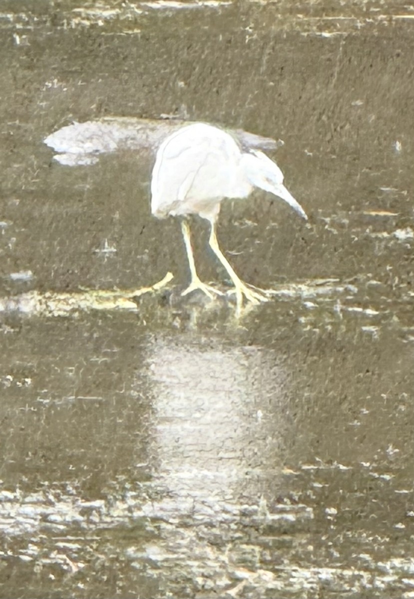 Little Blue Heron - ML644498433